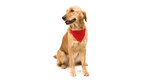 Bandana Pet Collar Roco RED