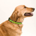 Collier Muttley NOIR