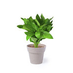Blumentopf Set Nertel.