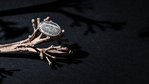 Adjustable Ring Hansok.