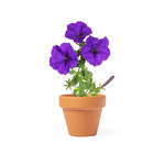 Pot de Fleurs Soltax.