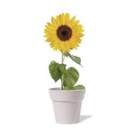 Flowerpot Tumil.
